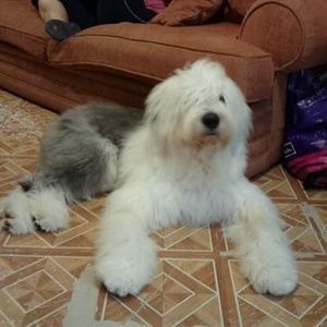 Meet your Posher, Guillermo